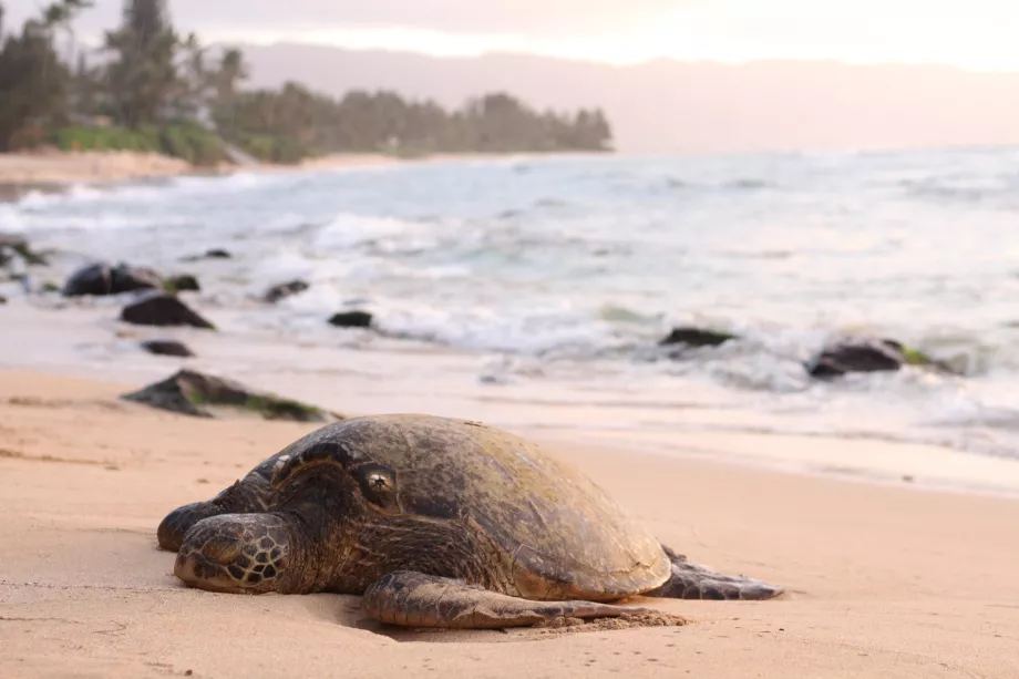 Praia de Laniakea