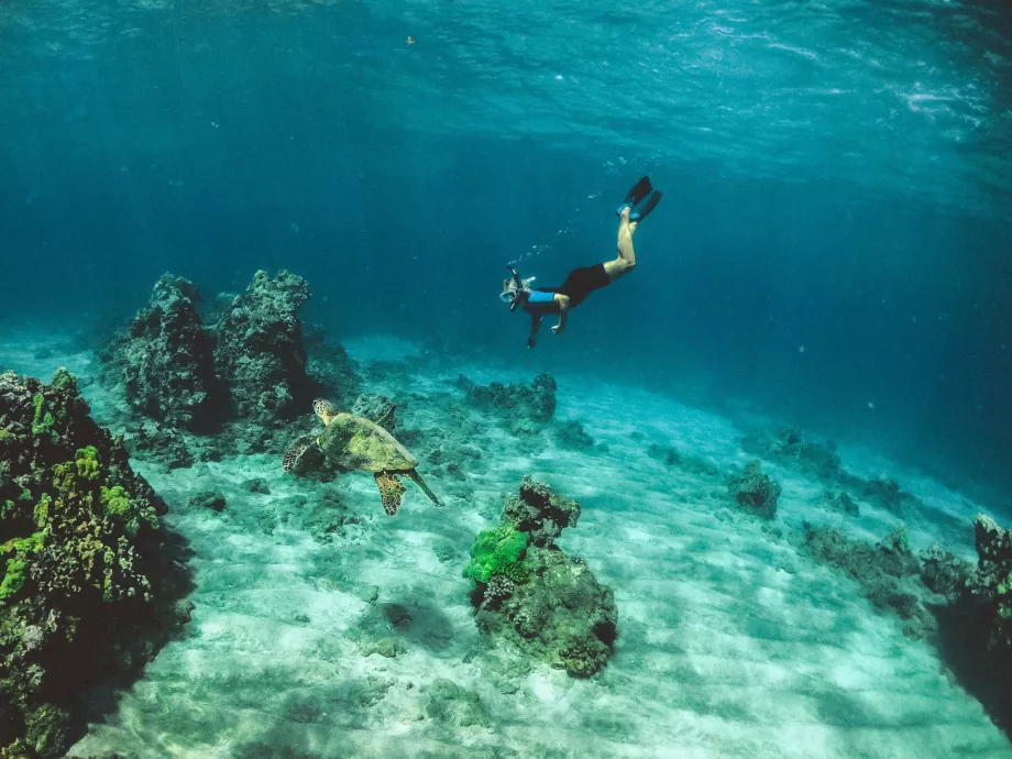 Snorkeling em Oahu