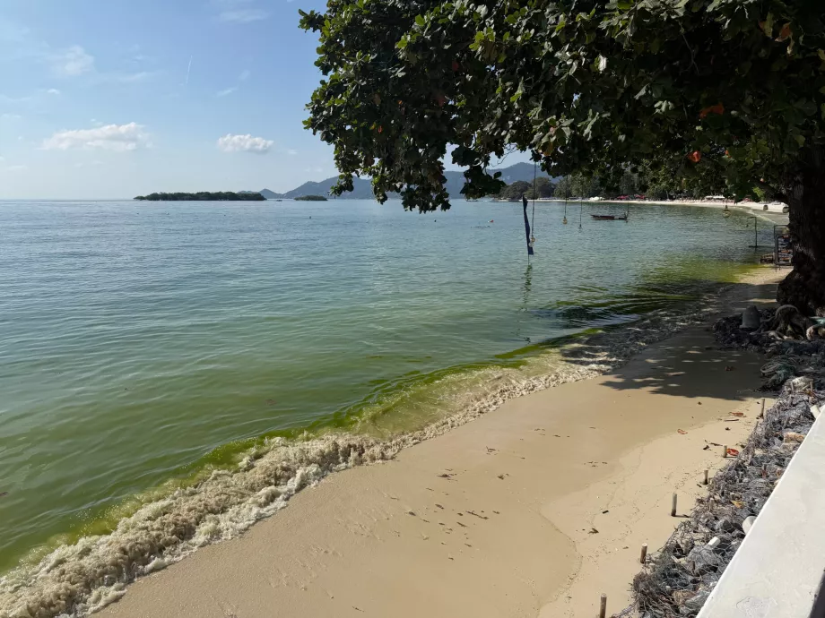 Praia do hotel cheia de algas