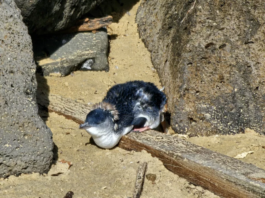Pequeno pinguim australiano
