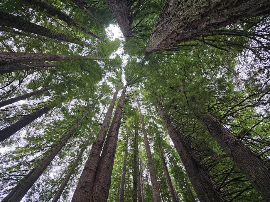 Bosques vermelhos