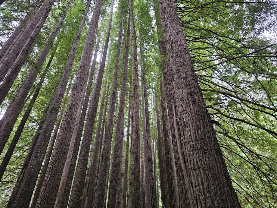Bosques vermelhos