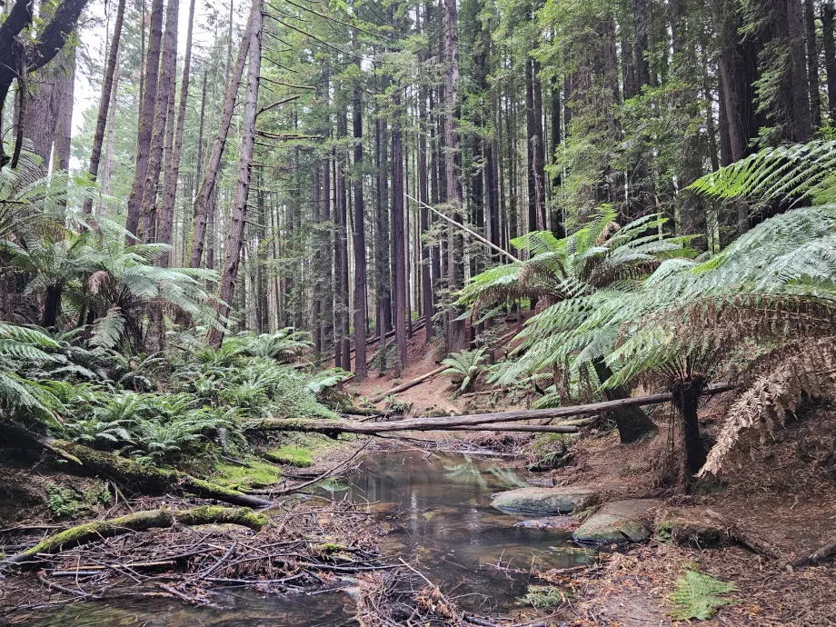 Bosques vermelhos