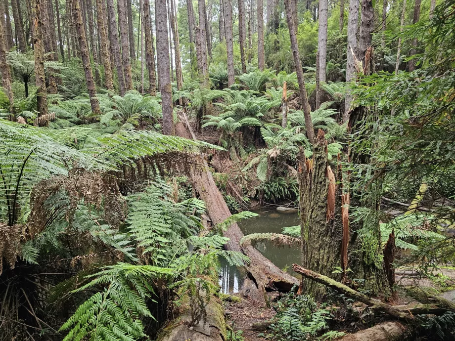 Bosques vermelhos