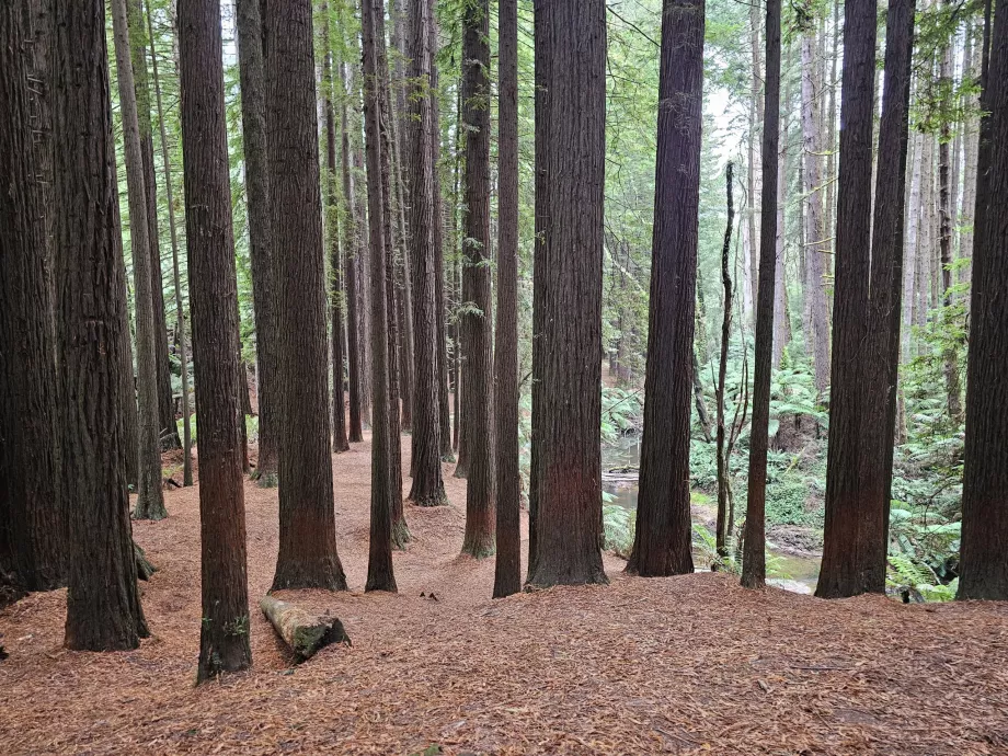 Bosques vermelhos