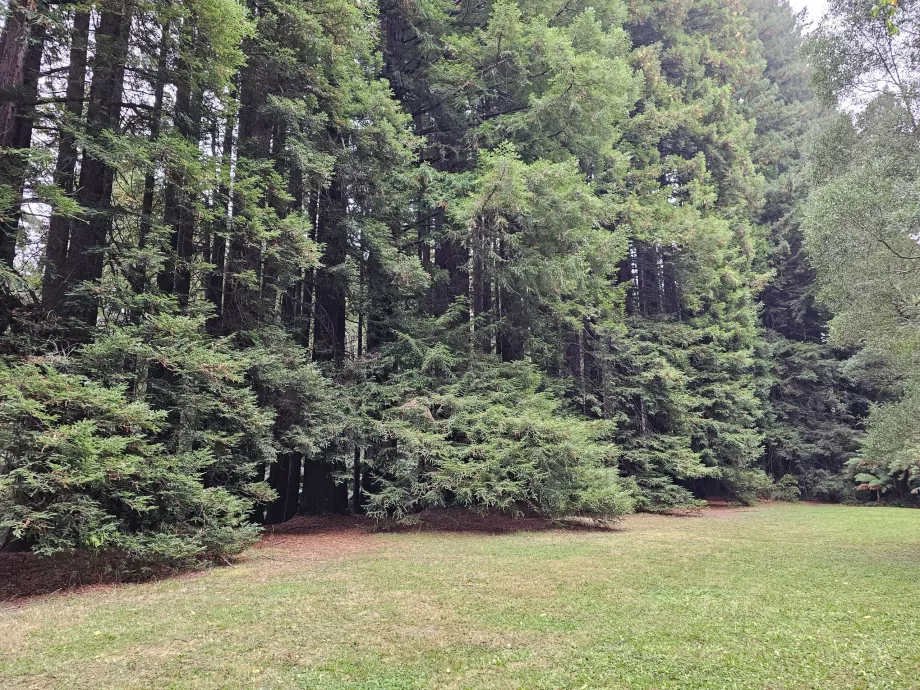 Bosques vermelhos