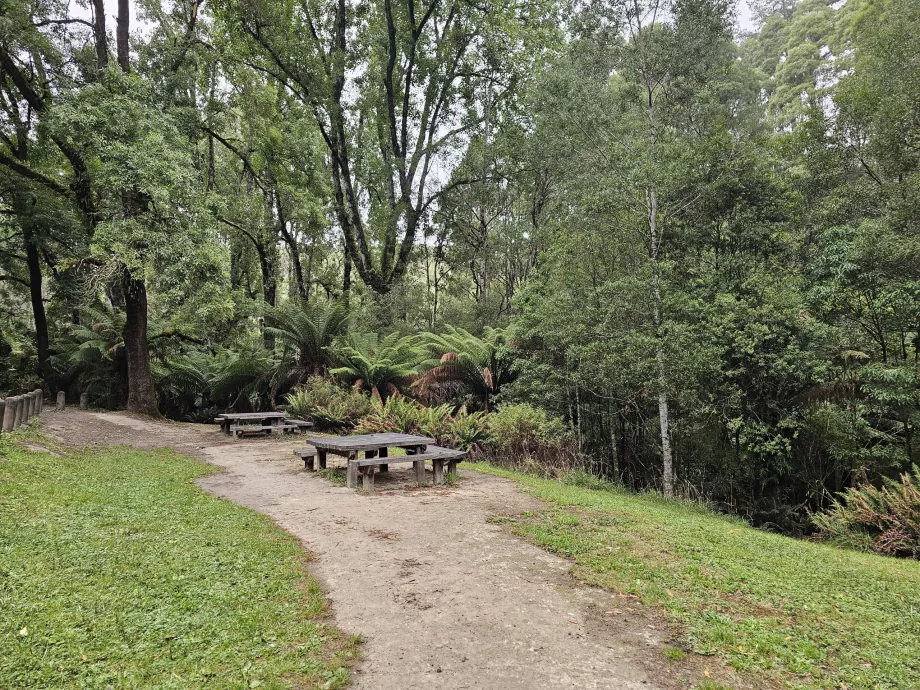 Bosques vermelhos
