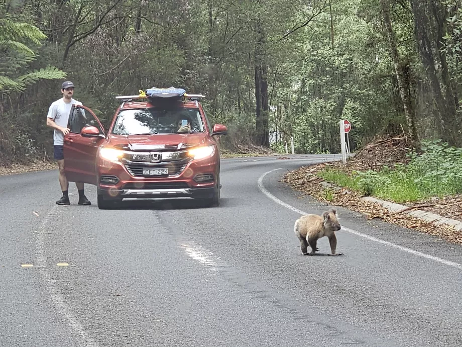 Coala de peluche na estrada