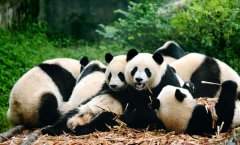 Chengdu Tianfu