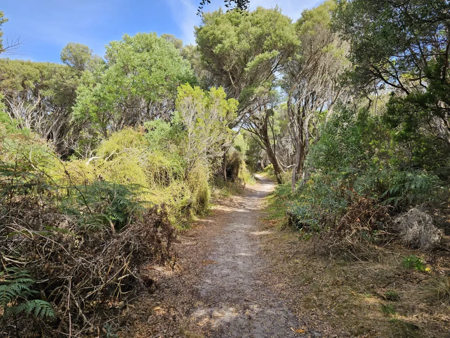 Floresta Calcificada