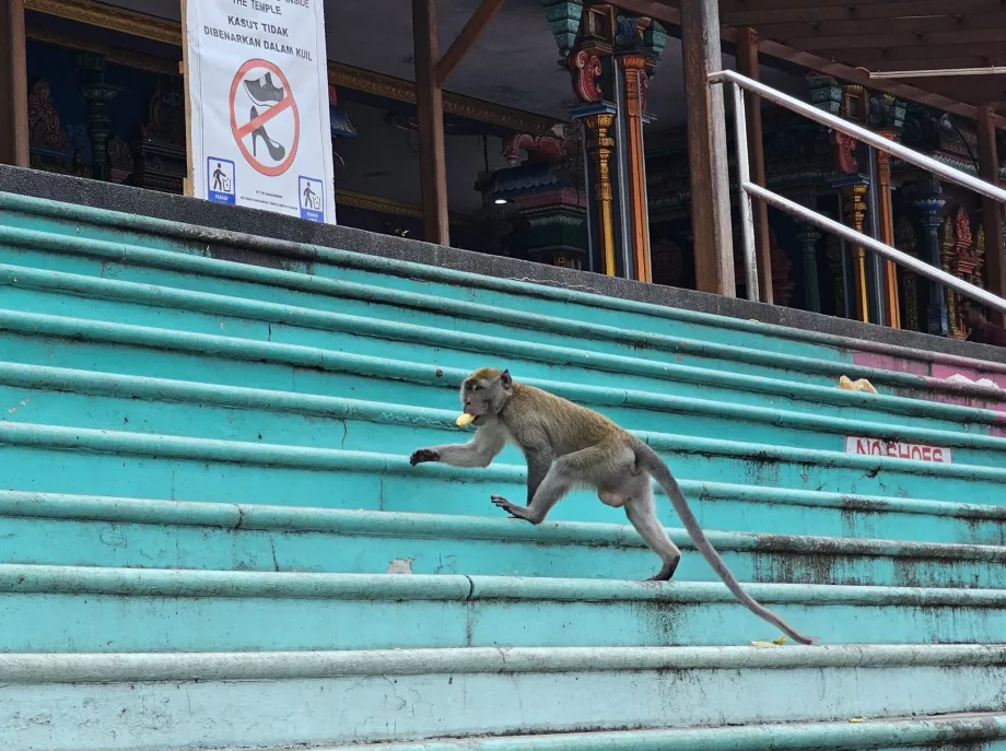 Macacos em Batu Caves