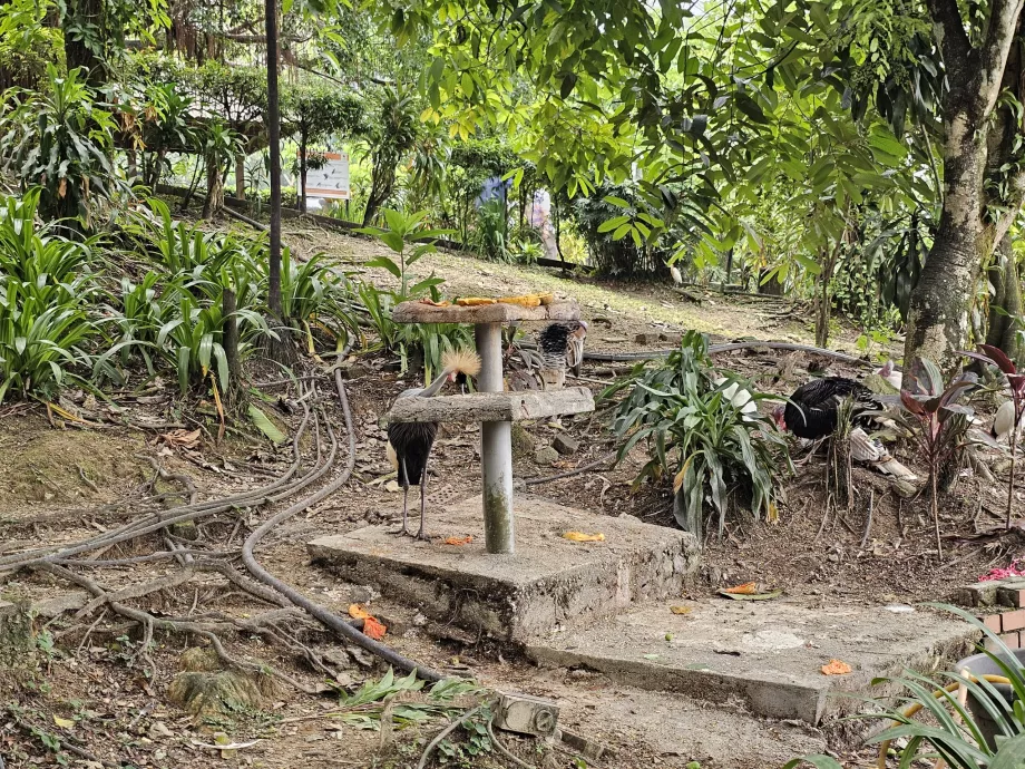 Parque das aves