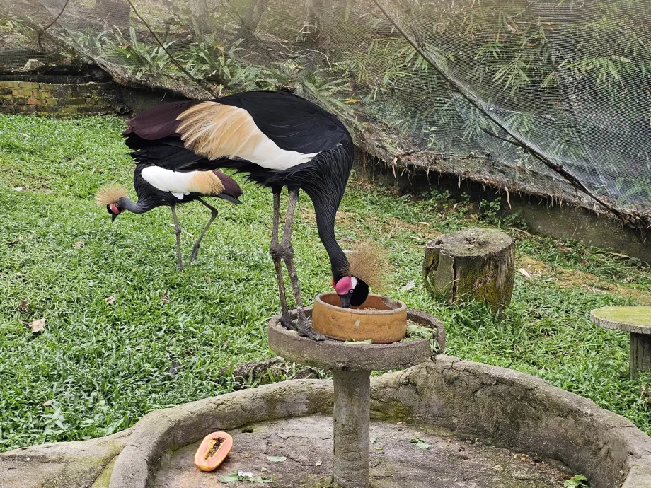 Parque das aves