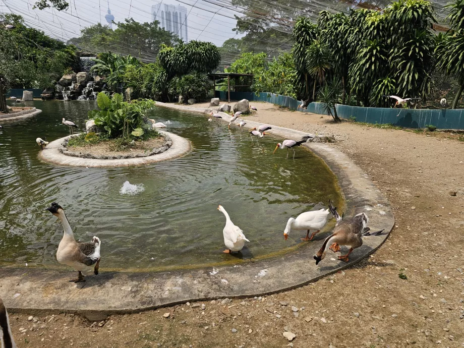 Parque das aves