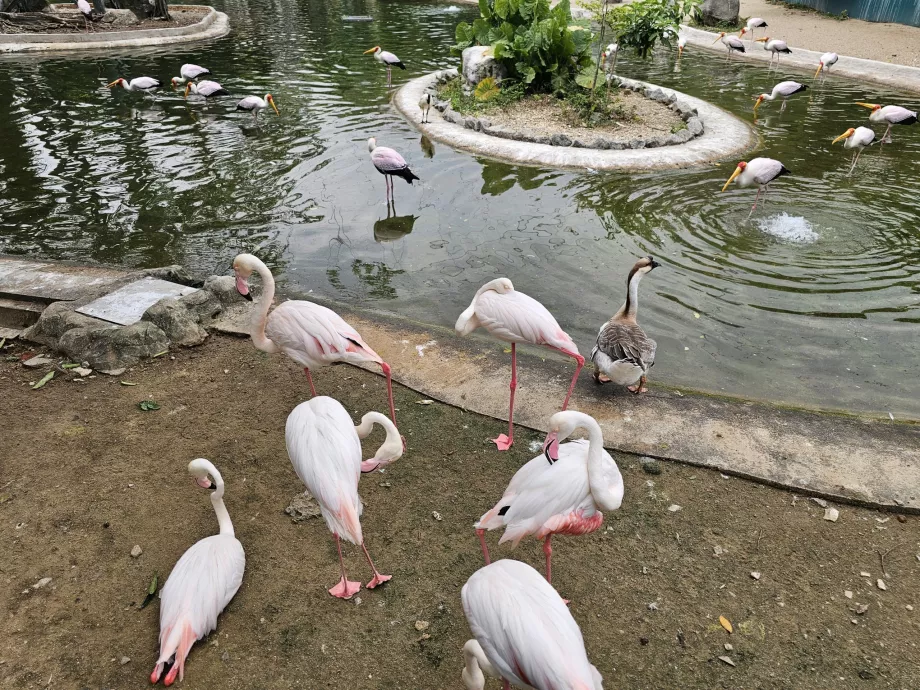 Parque das aves