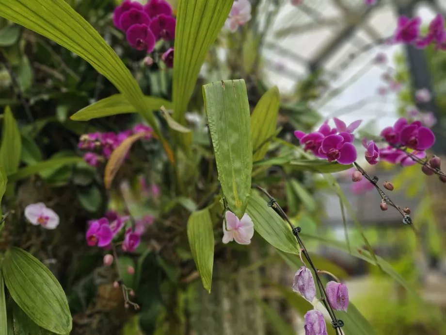 Jardim de orquídeas