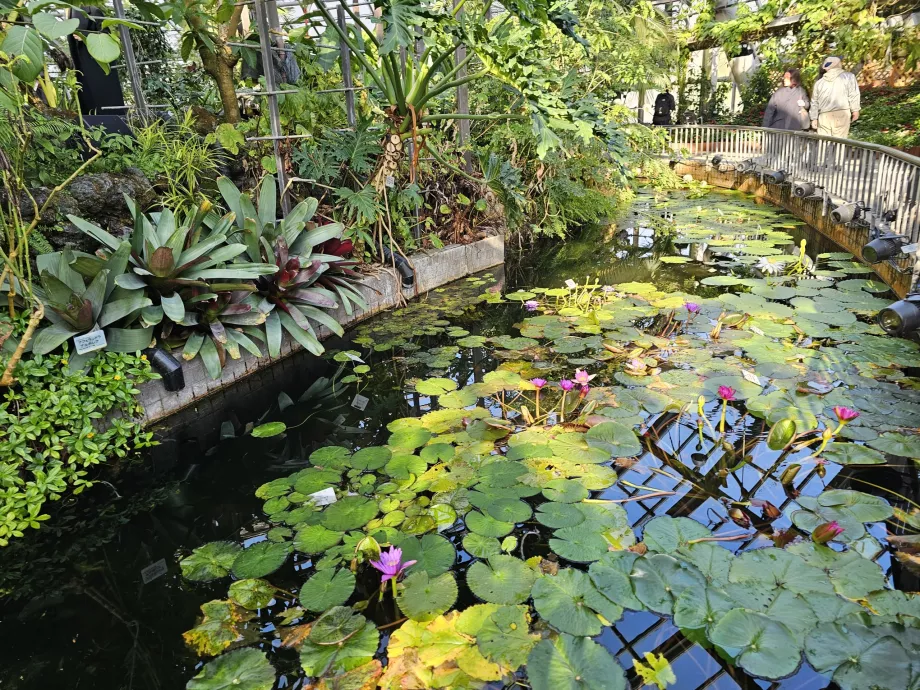 Jardim Botânico de Quioto