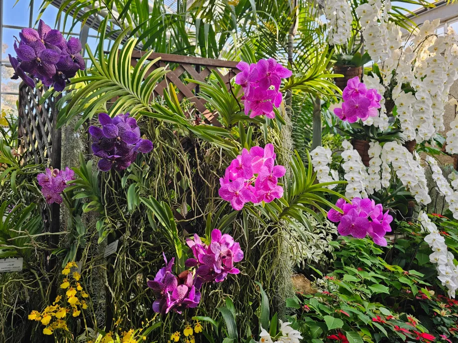 Jardim Botânico de Quioto