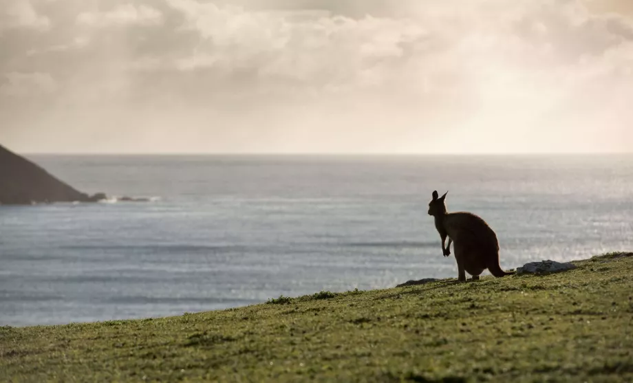 Canguru na Austrália