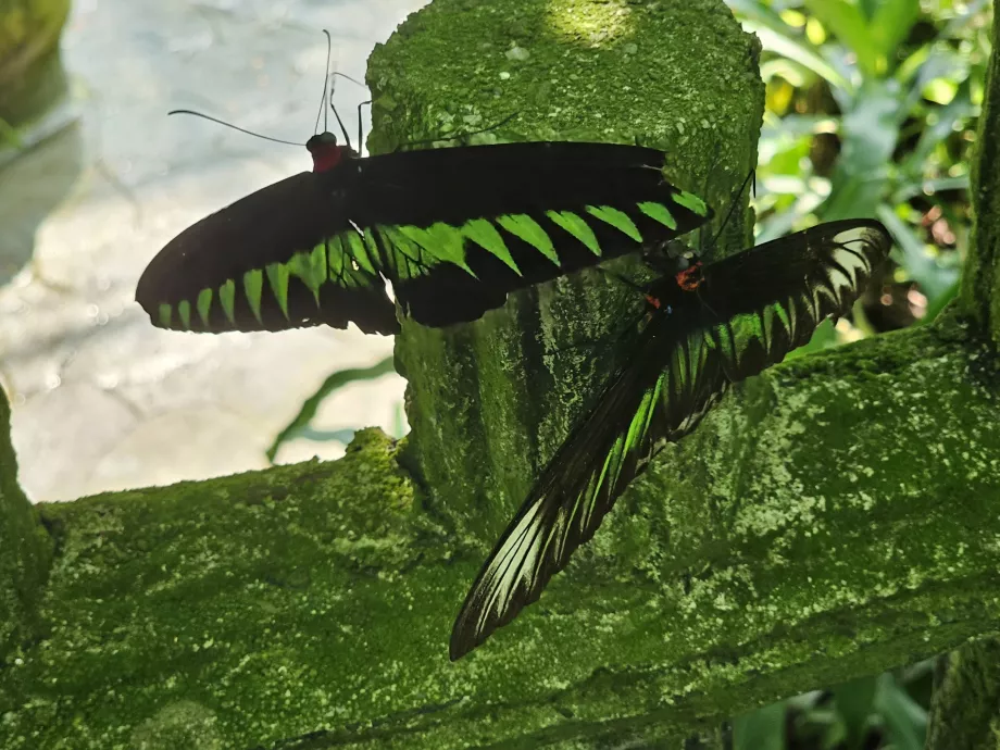 Parque das Borboletas