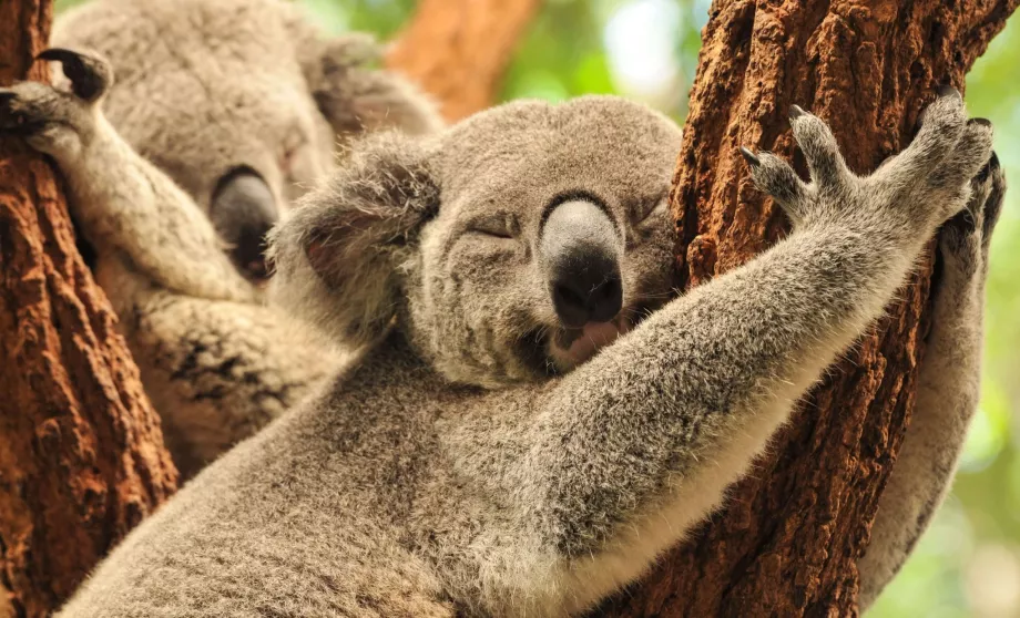 Koala de Lone Pine