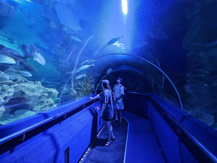Túnel subaquático, Aquários