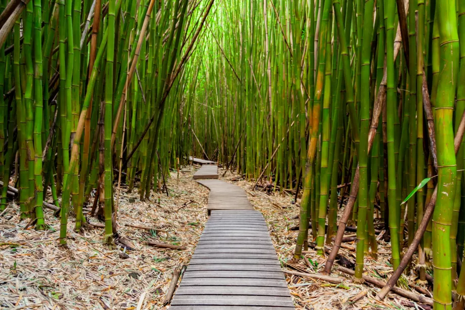 Floresta de bambu