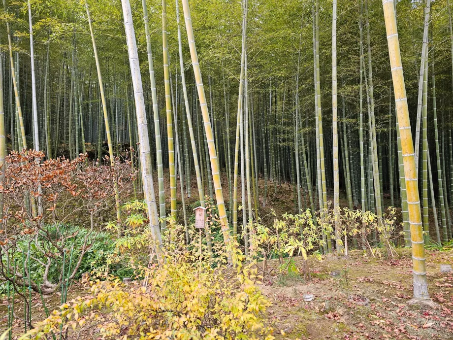 Floresta de bambu de Arashiyama