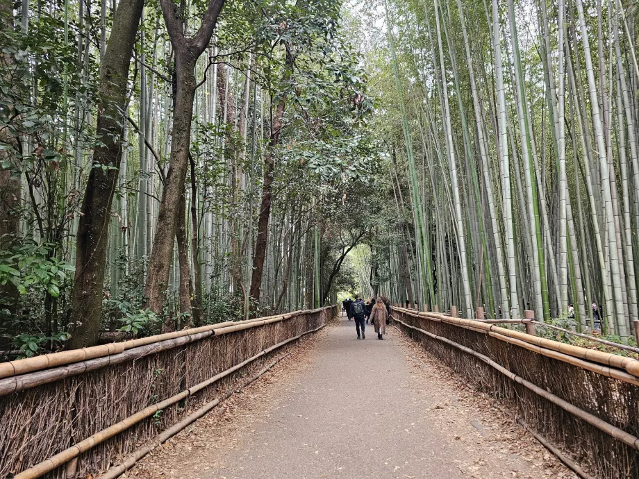 Floresta de bambu de Arashiyama