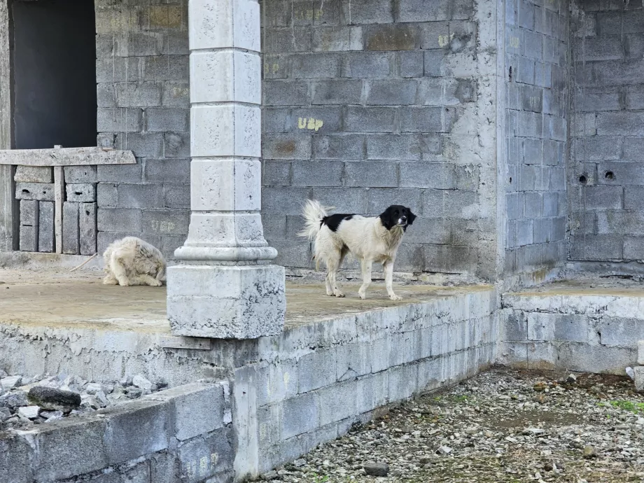 Cães vadios