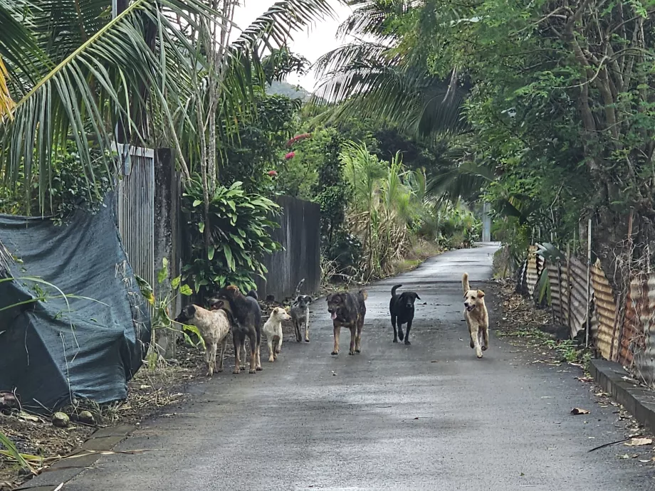 Cães vadios