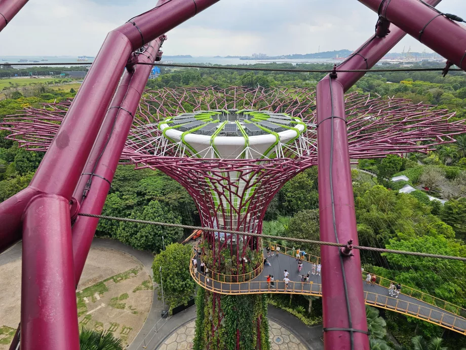 Observatório Supertree