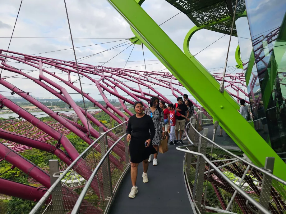 Observatório Supertree
