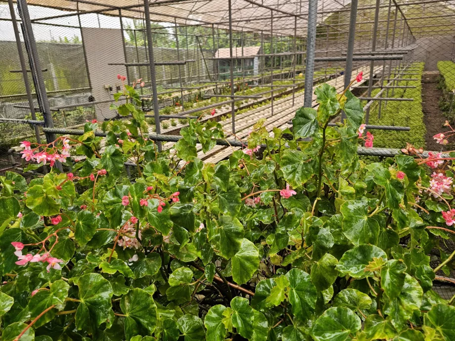 Plantação Vanille