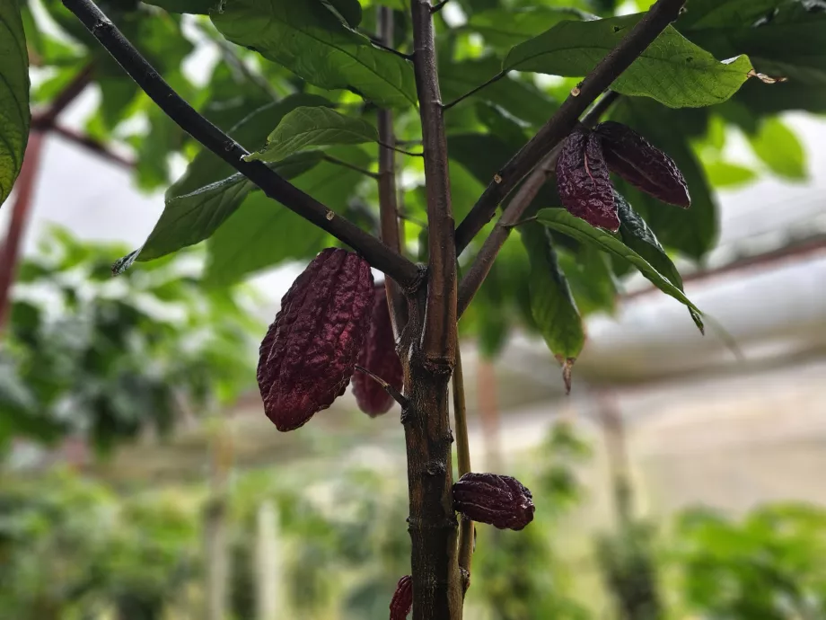 Cacau, Plantation Vanille