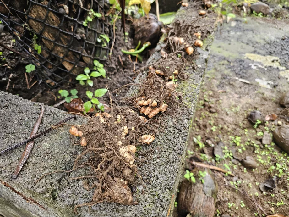 Plantação Vanille