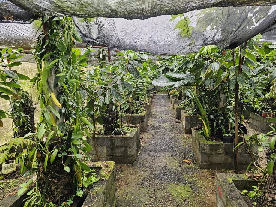Plantação Vanille