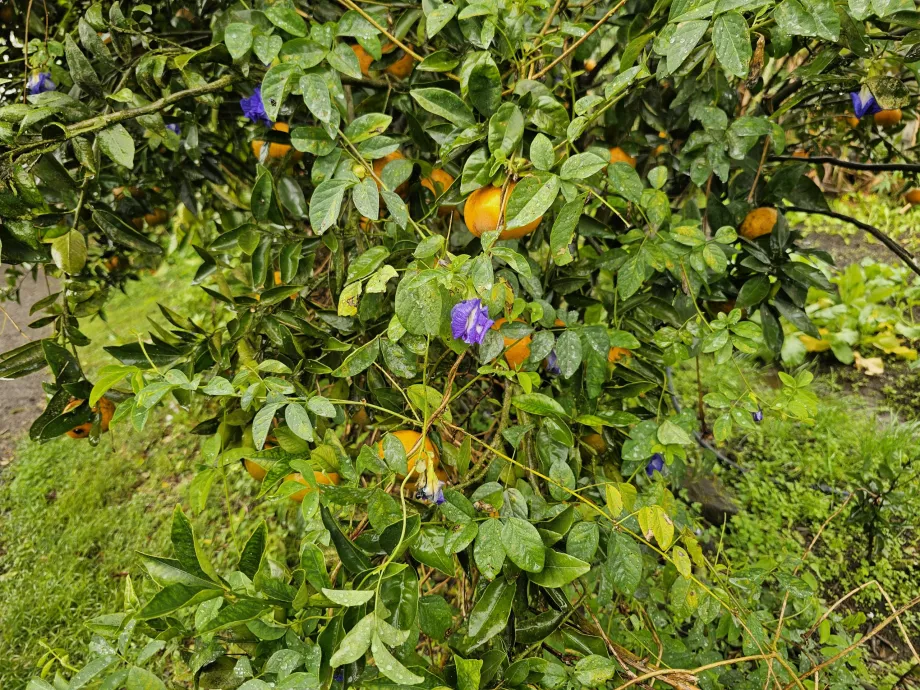 Plantação Vanille