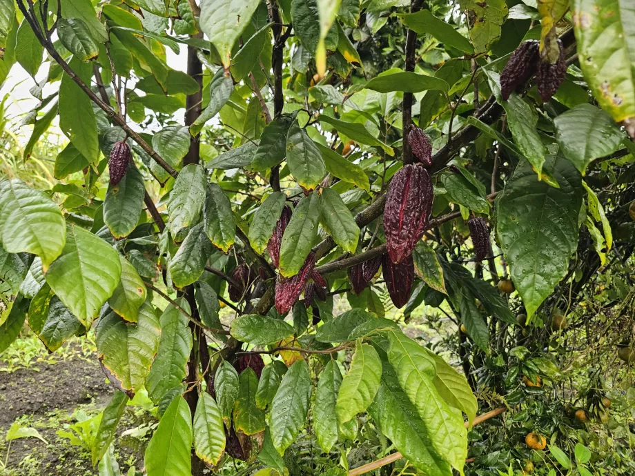 Plantação Vanille