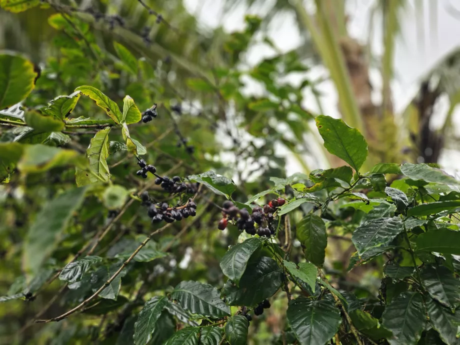Café em Plantation Vanille
