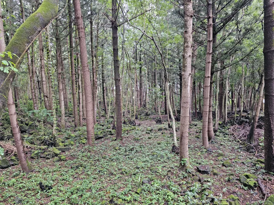 Parque nacional de Bras d'Eau