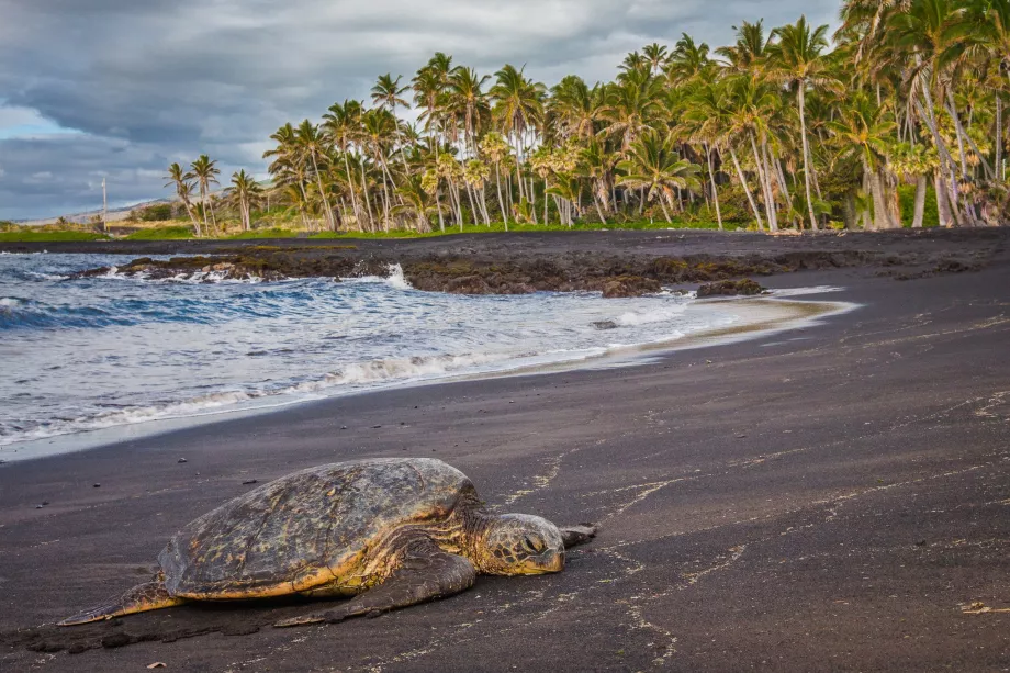 Tartarugas na praia de Punaluu