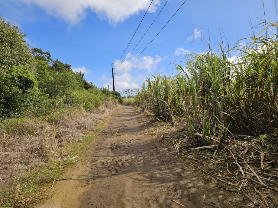 O caminho para o setembro das Cascatas