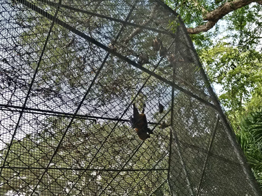Morcegos no Zoo de Casela