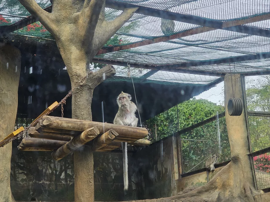 Macacos no Zoo de Casela