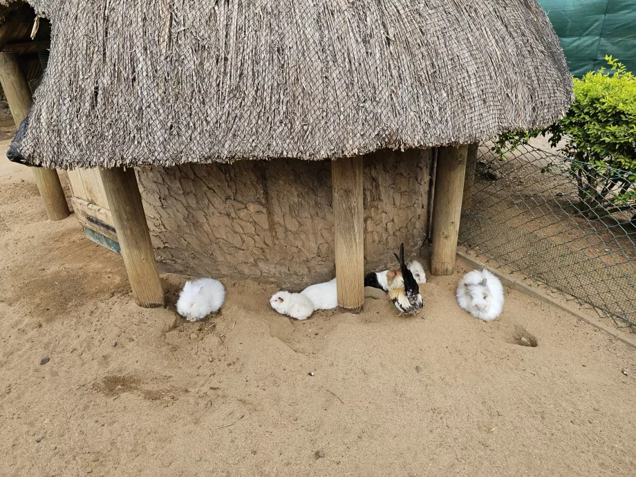 Coelhos no Zoo de Casela