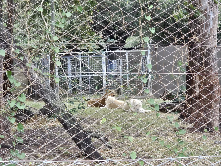 Leões no Zoo de Casela
