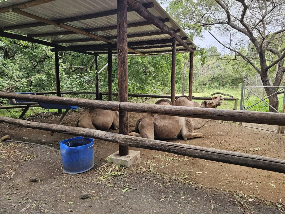 Camelos no Zoo de Casela