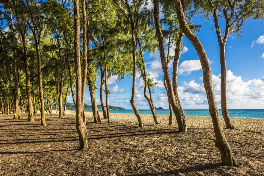 Árvores na praia de Waimanalo