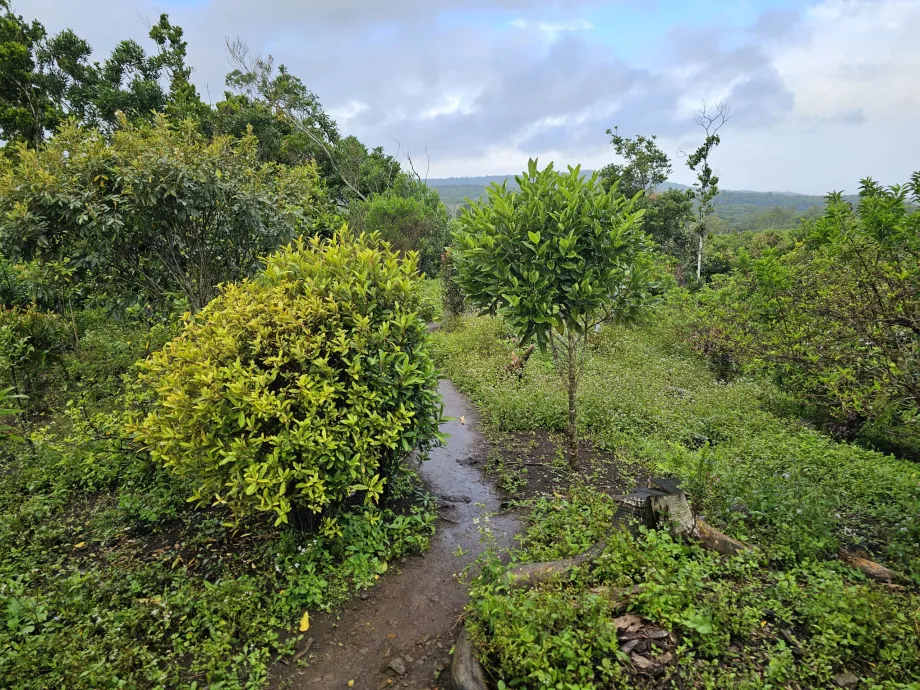 Floresta de Ébano